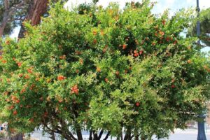 Una persona che si prende cura di un arbusto decorativo, pieno di vegetazione, cespugli e frutta, produrre cibo fresco e gustoso