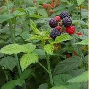 Questa immagine raffigura una composizione di frutta un lampone, una fragola e un mirtillo nero, tutti raccolti da una pianta Simboleggia la produzione di alimenti sani e naturali, come la frutta