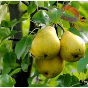 Una pianta di pero che produce questo delizioso frutto, una pera e una mela Una combinazione di sapori che invitano a gustare la bontà della frutta AppleCibo, una scelta sana e nutriente