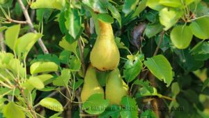 Una pianta di pero produrre frutta ricca di AppleCibo una mela e una pera verde sospese tra le foglie, la bellezza della natura!