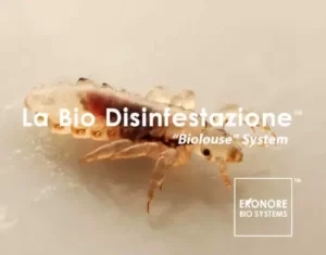 Una foto di una persona con pulci e pidocchi che rappresenta le precauzioni da prendere dopo una disinfestazione da pidocchi per prevenire una recidiva