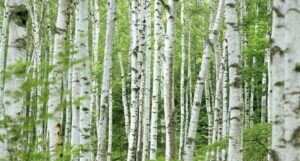 Questa foto mostra una pittoresca scena di un bosco giapponese, dove un albero di betulla sta fiorendo in una ricca vegetazione La natura è protagonista di questo magico e unico angolo di terra, dove lesterno si fonde con la bellezza di un boschetto di kaede