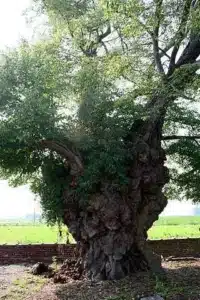 Un medico esperto che cura un albero di tiglio con unanalisi dettagliata per trovare il rimedio giusto