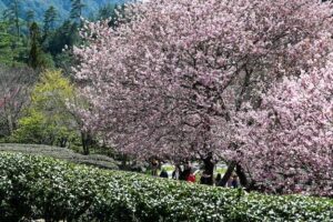 Una scena di primavera una persona in un parco allaperto circondata da una ricca vegetazione, con la fioritura di ciliegio taiwanese e alberi di ciliegio in fiore, un prato di erba verde e fresco Unimmagine che mostra la bellezza e la pace della natura