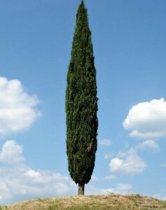 Immagine di un albero di quercia stilizzato, una conifera di pino e una di tasso una riflessione sulla potenza della natura, rappresentata dalla maestosità delle diverse specie di alberi, come lOakPianta