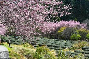 Una bella giornata a Taiwan una persona si gode un meraviglioso parco con un giardino ricco di fiori di ciliegio La libertà e la bellezza di CatNatura che si respira nellaria aperta è impagabile! Un cane e un gatto cercano di raggiungere una borsetta dai colori vivaci
