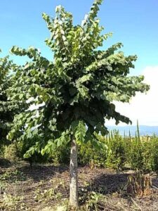 Questa foto ritrae un albero di tiglio europeo con una rigogliosa vegetazione formata da foglie verdi e frutti maturi pronti per essere raccolti Questo albero è una pianta vegetale ricca di preziosi cibi, verdure e prodotti, una fonte di cibo naturale e nutriente