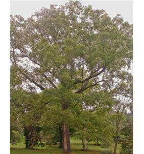 Questa fotografia cattura limmagine di una maestosa sequoia rossa che si erge in mezzo a un boschetto di alberi di noce nero, immerso nella natura e nella vegetazione Il tronco dalbero gigante si staglia dalloscurità dellambiente circostante, regalando una vista suggestiva ed emozionante, che ci ricorda lincredibile bellezza della natura allaperto