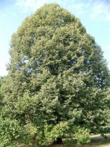 Questa foto ritrae un tiglio giapponese in un ambiente naturale, circondato da altre piante come una quercia, un sicomoro, una felce e una conifera Si tratta di una scena allaperto con una ricca vegetazione, come se fosse un bosco Una splendida immagine per celebrare la bellezza della natura e la forza della fauna selvatica!