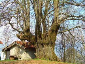 Unimmagine che mostra come il tempo trascorso si intrecci con la natura un albero storico con un tronco di quercia, un tiglio e una casetta allaperto, immersi in una foresta di alberi e boschi Unimmagine che ci ricorda come la natura sia una parte preziosa della nostra storia ForestAlbero