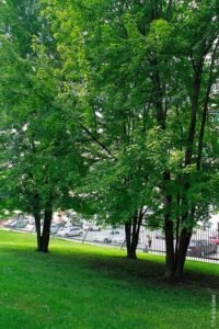 Una splendida immagine che ritrae una scena di un parco con un albero dargento acero al centro, circondato da un prato verde e una pergola Si possono anche vedere i rami dellalbero e il tronco, mentre unauto è parcheggiata nei pressi Una visione mozzafiato di albero, erba e giardino tutti insieme