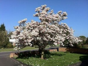 Questa immagine ritrae un albero di magnolia GardenFiore circondato da una ricca vegetazione e da un prato verdeggiante allaperto La fioritura del ciliegio crea una scena di natura incontaminata, perfetta per essere ammirata dal cortile di un giardino