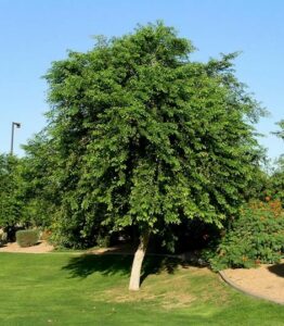 Unimmagine esotica che mostra un albero, un cespuglio, un fiore e unabbondante vegetazione Uno scenario di colori vivaci dove si fondono la bellezza della fioritura di una FlowerPianta con lerba lussureggiante e la grandezza di un albero