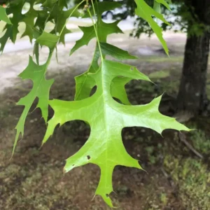 Un medico esperto che studia con cura un antico albero per analizzare i possibili rimedi una soluzione millenaria per la nostra salute