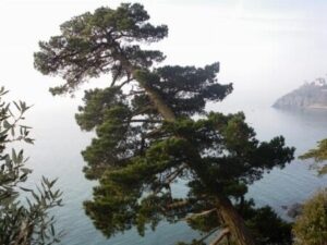 Questa immagine ci mostra una vista incantevole di un pino di Monterey che si erge su uno scenario costiero mozzafiato La vegetazione di conifere circostante offre un contrasto unico con il mare e la natura selvaggia che ci circondano Un paesaggio allaperto che ci ricorda larmonia e il potere della natura