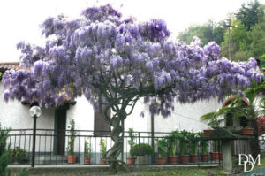 Un panorama di natura allaperto con un giardino caratterizzato da fiori di colore viola, alberi, un pergolato e unabitazione in lontananza Unimmagine che ritrae larmonia tra fiori, piante, alberi e paesaggio