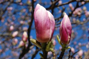 Un ragazzo maschio e un bambino circondati da una pianta di magnolia in fiore, un meraviglioso spettacolo di primavera offerto da PlantBud I petali delicati e variopinti di questa pianta sono un piacere per gli occhi di qualsiasi persona!