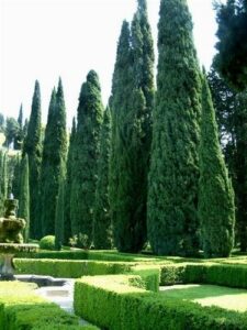 Una scena di natura incontaminata un Evergreen Albero in un Giardino, circondato da un Parco ricco di Siepi di Conifere, un Abete Sempreverde che invita al Riflessione Unimmagine che rappresenta larmonia che si può trovare allaperto