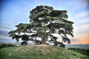 Un tronco di cedro libano nella sua bellezza naturale, unalbero conifera che spicca tra le quercie e le scemate, piantato in un vaso per essere collocato allaperto