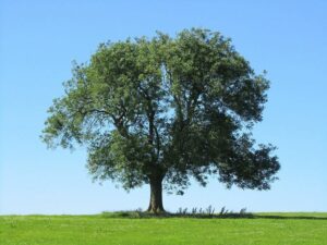 Immagine di un tronco dalbero di frassino nero, LeafQuercia, pianta di tiglio e foglia Una composizione di alberi che trasmette larmonia della natura