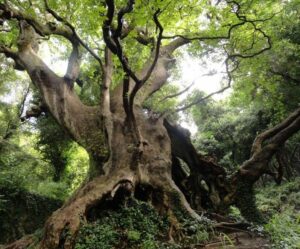 Questa immagine cattura lessenza della natura in tutta la sua bellezza, mostrando un albero orientale nella foresta pluviale La ricca vegetazione e la fauna selvatica offrono uno spettacolo unico, che ci ricorda la meraviglia della terra e ci incoraggia a rispettarla Lasciamo che la natura ci regali questi momenti di pace allaperto, nei boschi e nelle giungle