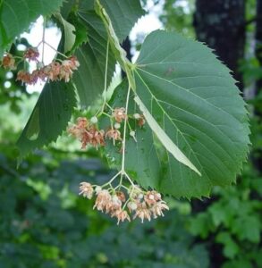 Questa meravigliosa immagine mostra un albero di tiglio americano con una fernfoglia aperta al suo centro, circondato da una ricca vegetazione di felci La quercia è un albero erbaceo con uno scheletro ricco, che si sposa perfettamente con il fiore regale che sboccia dalla sua chioma Una visione unica della natura!