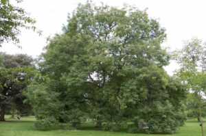 Unimmagine che rappresenta una tranquilla scena boschiva una persona seduta su una panchina di frassino, circondata da alberi di quercia, tiglio e vegetazione, con lerba che la ricopre Un posto perfetto per rilassarsi e ricaricare le energie