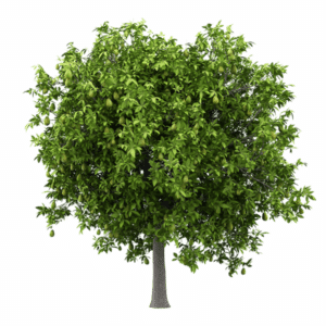 Una deliziosa BarkPianta un albero di quercia, tiglio o altro albero con un tronco scuro, la corteccia increspata e le foglie verdeggianti che formano una vegetazione rigogliosa, circondata da frutti di ogni tipo Unimmagine che può farci apprezzare la bellezza della natura