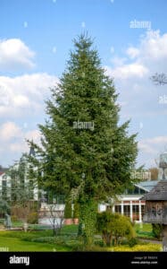 Una donna che si trova sotto un veitch abete, un albero conifera simile al pino, con lerba che circonda ledificio in lontananza Una pianta che unisce la natura alla presenza umana