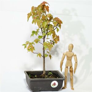 Scopri larmonia tra natura e arte un tridente di acero, una pianta di fiori, un albero con le foglie, una persona che ama i bonsai, una pianta in vaso Una fotografia che rappresenta la bellezza della natura!