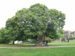 Un uomo in bicicletta si ferma sotto un albero di quercia in autunno, circondato da una ricca varietà di frutti autunnali Un tronco di baniano, con una persona che passeggia su una pianta di mango, e lerba rigogliosa sotto i suoi piedi Una scena da cartolina che celebra la bellezza della natura