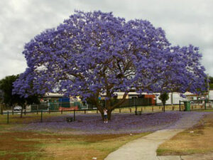 Viola, fiori, natura, città, auto, persone tutti insieme in un parco allaperto Unimmagine che rappresenta un albero in fiore, una grande città e una persona in mezzo, come se fossero parte della stessa realtà Un suggestivo ritratto di come la natura e la città possano coesistere in armonia